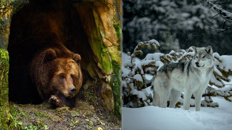 Hibernating Bear or Hungry Wolf